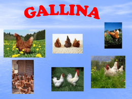 Gallina - Alberghierobrindisi.it