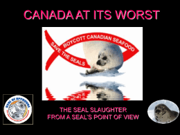 CANADA_AT_ITS_WORST-SEALSLAUGHTER