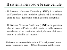 Le cellule del sistema nervoso