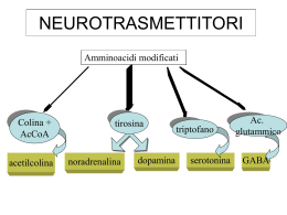 Sistema nervoso centrale SNC