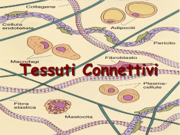 013_Tessuti_Connettivi