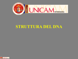 DNA_Struttura