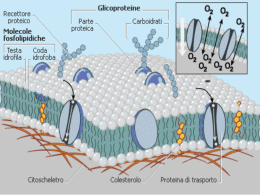 Trasporti attraverso le membrane