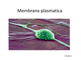 5Lez_la_membrana_plasmatica_2