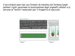 tar___microtubuli
