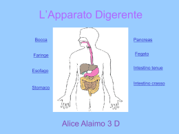 L`apparato digerente (Alice Alaimo 3 D)