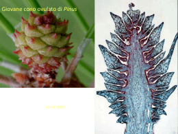 Giovane cono ovulato di Pinus