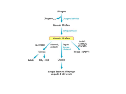 Metabolismo del Glicogeno