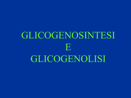 glicogenosintesi e glicogenolisi