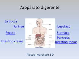 L`apparato digerente (Alessia Marchese 3 D)