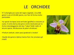 orchidee - Collegio San Giuseppe De Merode