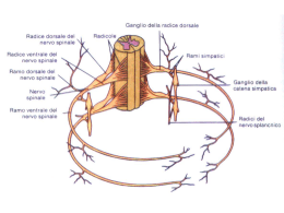 20. nervi spinali