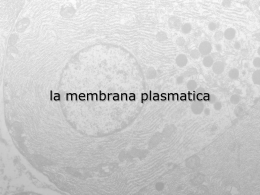 membrana5