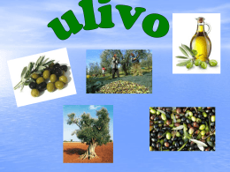 olive - Alberghierobrindisi.it