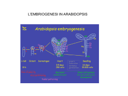 embriogenesi1_parte_seconda - Università degli Studi di Roma