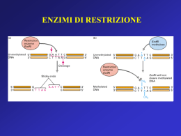cDNA synthesis