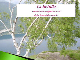 La betulla Un elemento rappresentativo della flora di Piancavallo