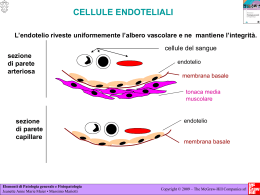 APPROFONDIMENTO: Cellule endoteliali