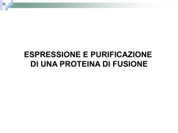 espressione_e_purificazione_di_proteine_di_fusione_rivisitata