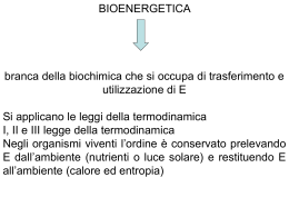 8 bioenergetica