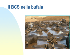 Il BCS nella bufala