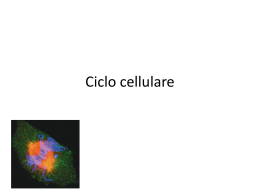 Ciclo cellulare - Uninsubria