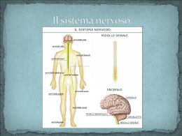 Il sistema nervoso