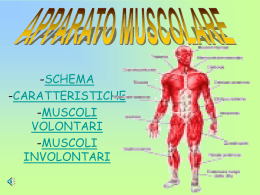 apparato muscolare