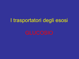 2) I Carriers Del Glucosio