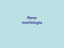 Rene morfologia e fisiologia
