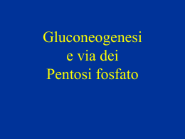 gluconeogenesi e ciclo dei pentosi