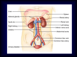 Cenni di anatomia e fisiologia del rene Secrezione ormonale
