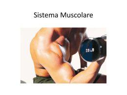 Sistema Muscolare – powerpoint