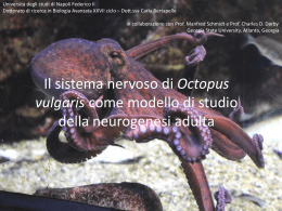 Il sistema nervoso di Octopus vulgaris come
