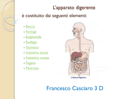 L`apparato digerente (Francesco Casciaro 3 D)
