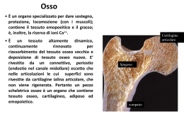isto4-tessuto osseo
