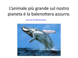 Presentation 6.2 Blue Whales