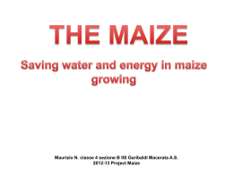 Maize & saving resources