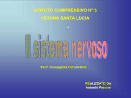 l sistema nervoso - Istituto Comprensivo "Santa Lucia"