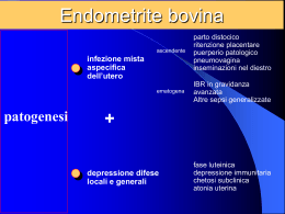 Endometrite bovina_web