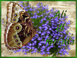 Ali di farfalle - Lo scrigno dei tesori