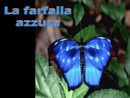 La farfalla azzurra