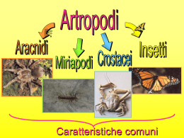 Diapositiva 1 - Cappelletti
