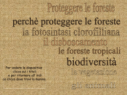 Proteggere le foreste