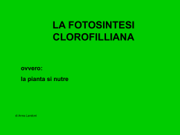 la fotosintesi clorofilliana