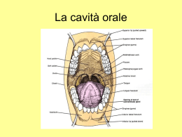 La cavità orale: funzioni