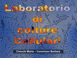 Checchi Marta – Commisso Barbara Laboratorio di colture Cellulari