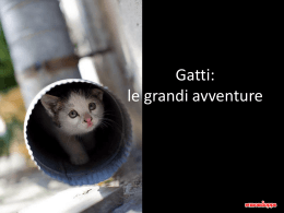 Gatti: le grandi avventure