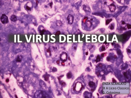 il virus dell`ebola