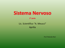 Sistema_Nervoso_2